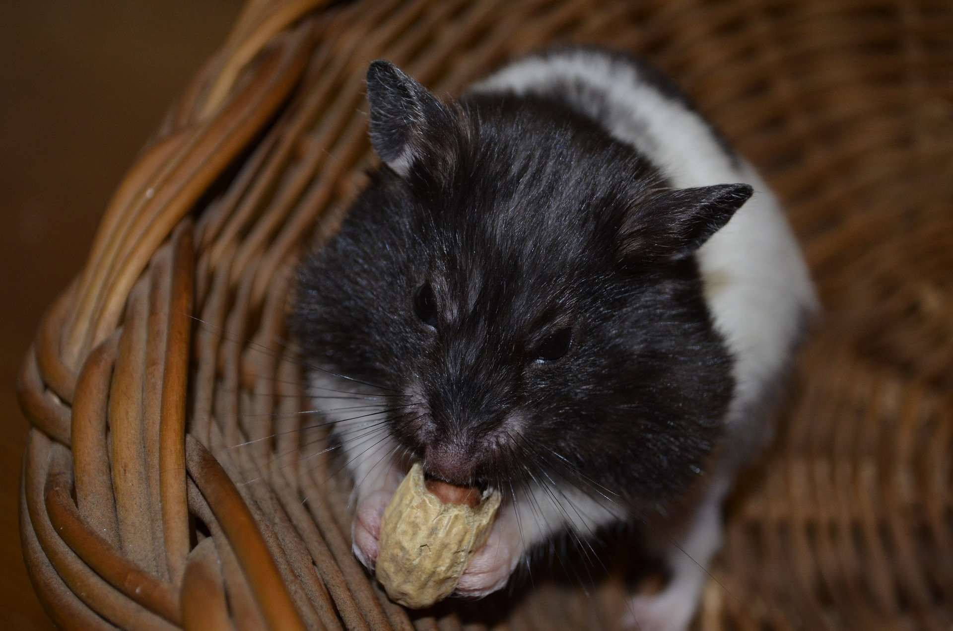 Abajoues du hamster, sa réserve !