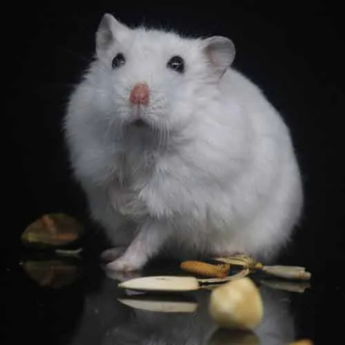 Hamster blanc au pelage caractéristique