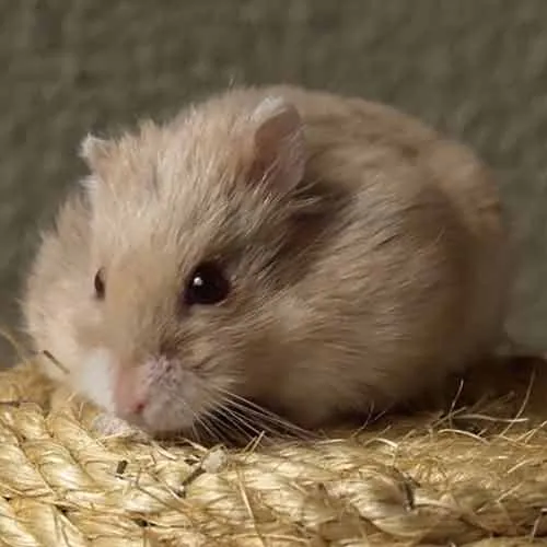 Hamster brun au pelage caractéristique