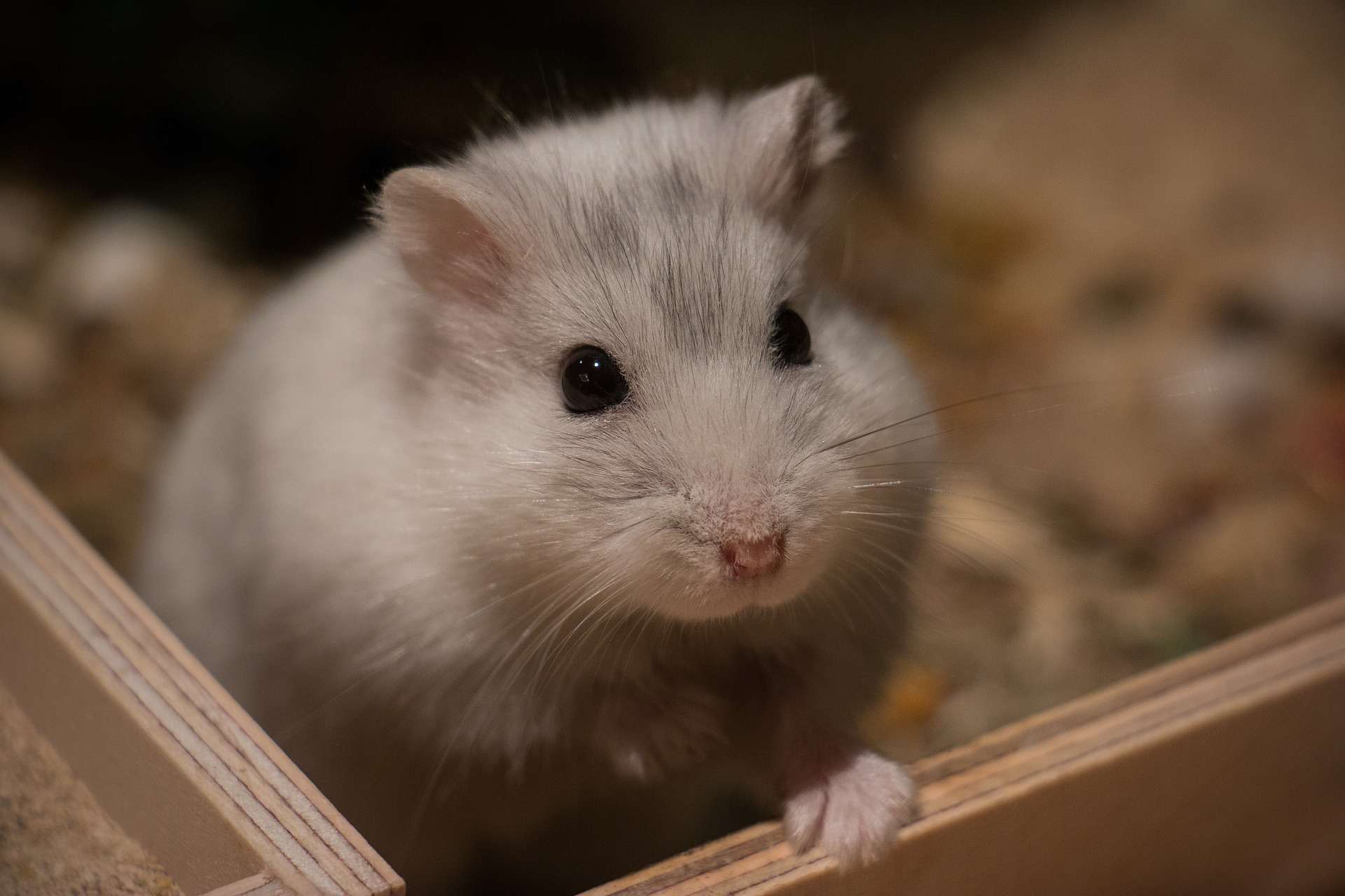 Hamster chinois : Qui est-il ?