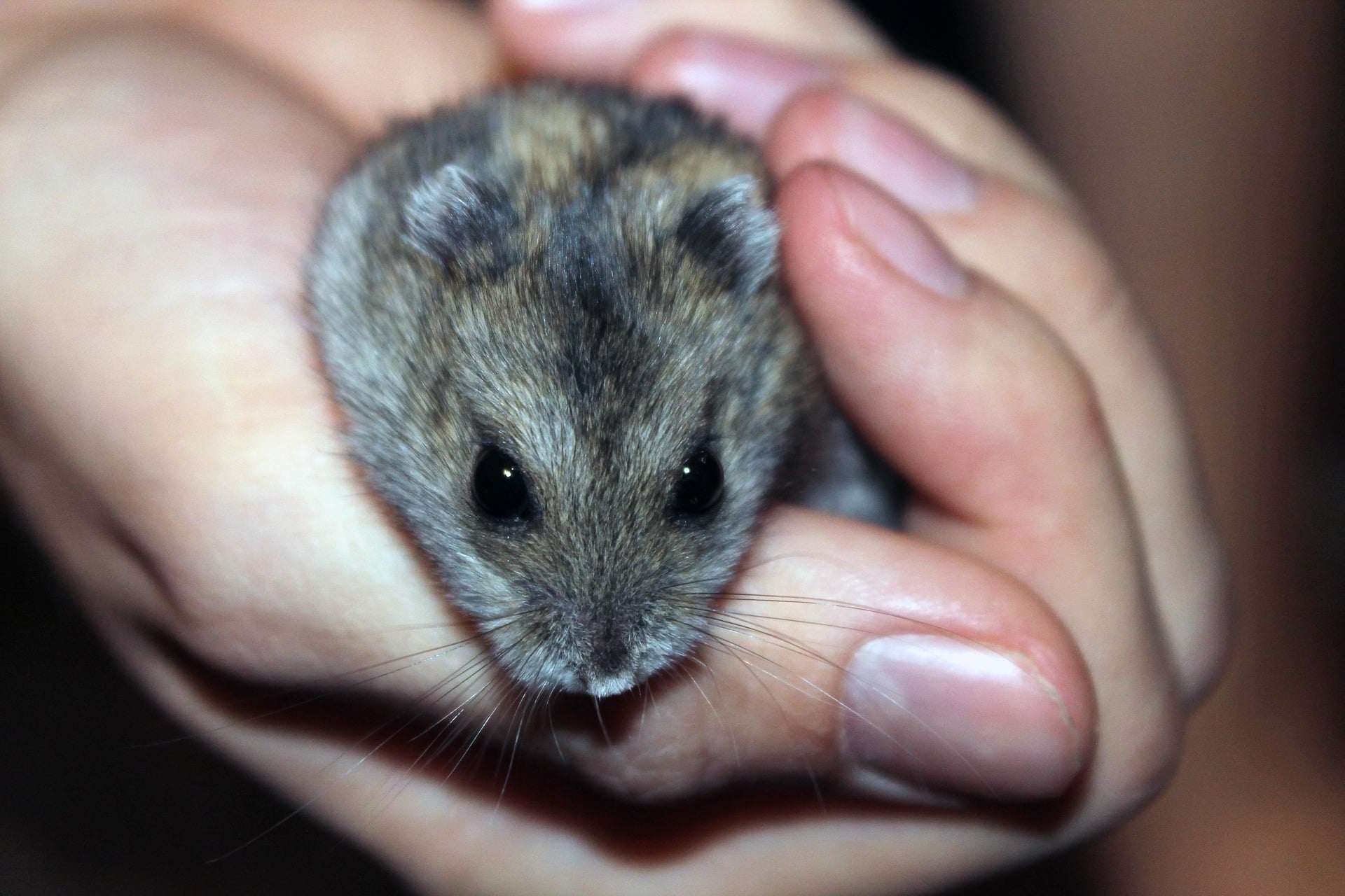 Hamster de Campbell : Qui est-il ?