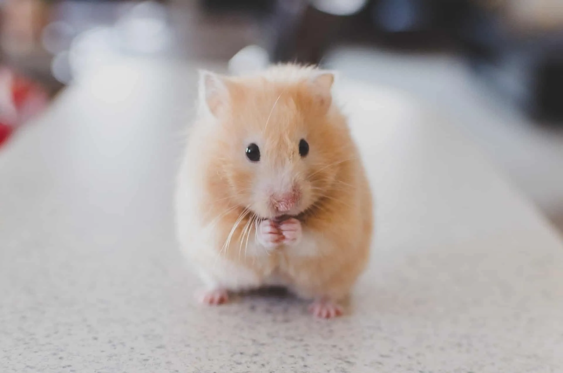 hamster doré syrien
