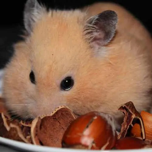 Hamster doré au pelage caractéristique