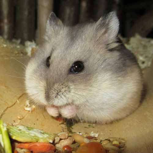 Hamster russe gris posé sur une main