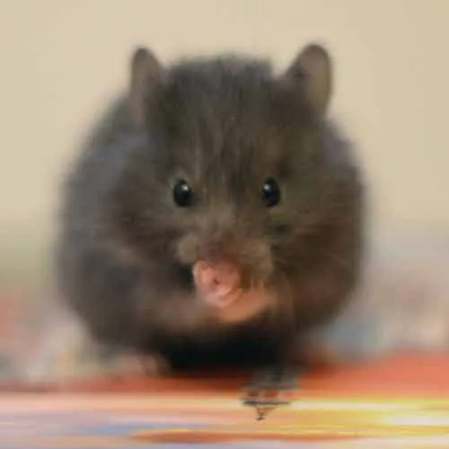 Hamster noir au pelage caractéristique