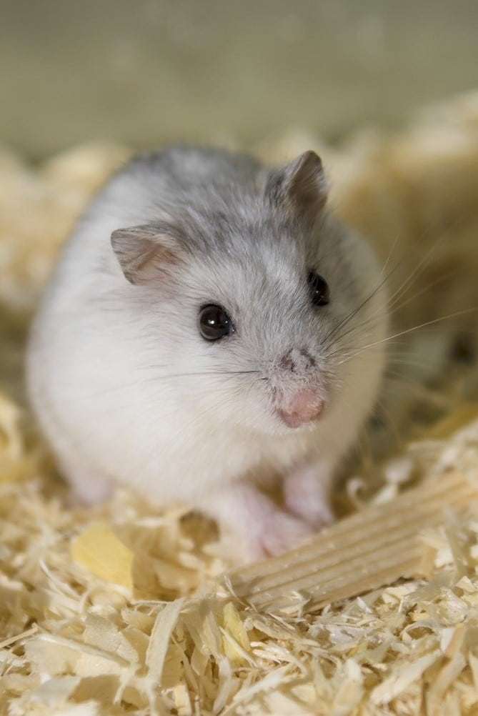 Hamster roborovski : Qui est-il ?
