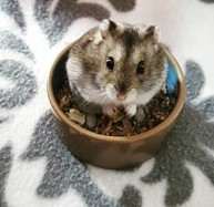 Quelle nourriture pour mon hamster ?