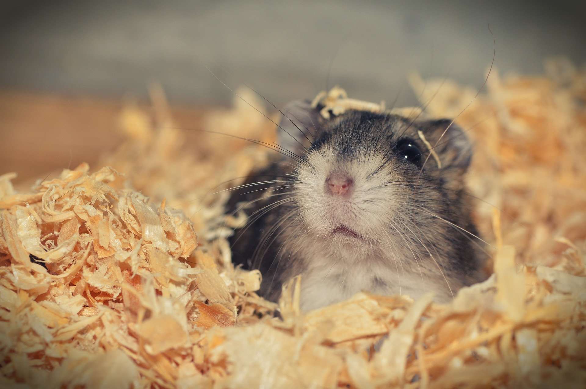 Hamster sibérien : Qui est-il ?