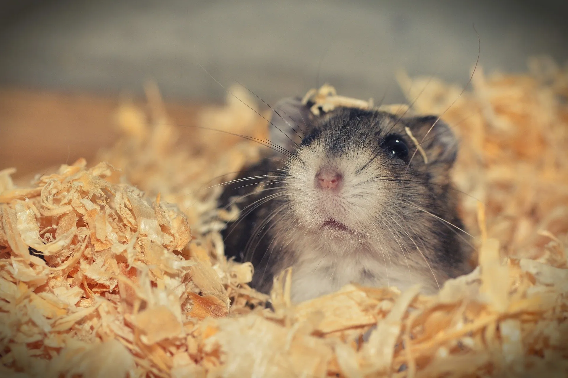 hamster sibérien