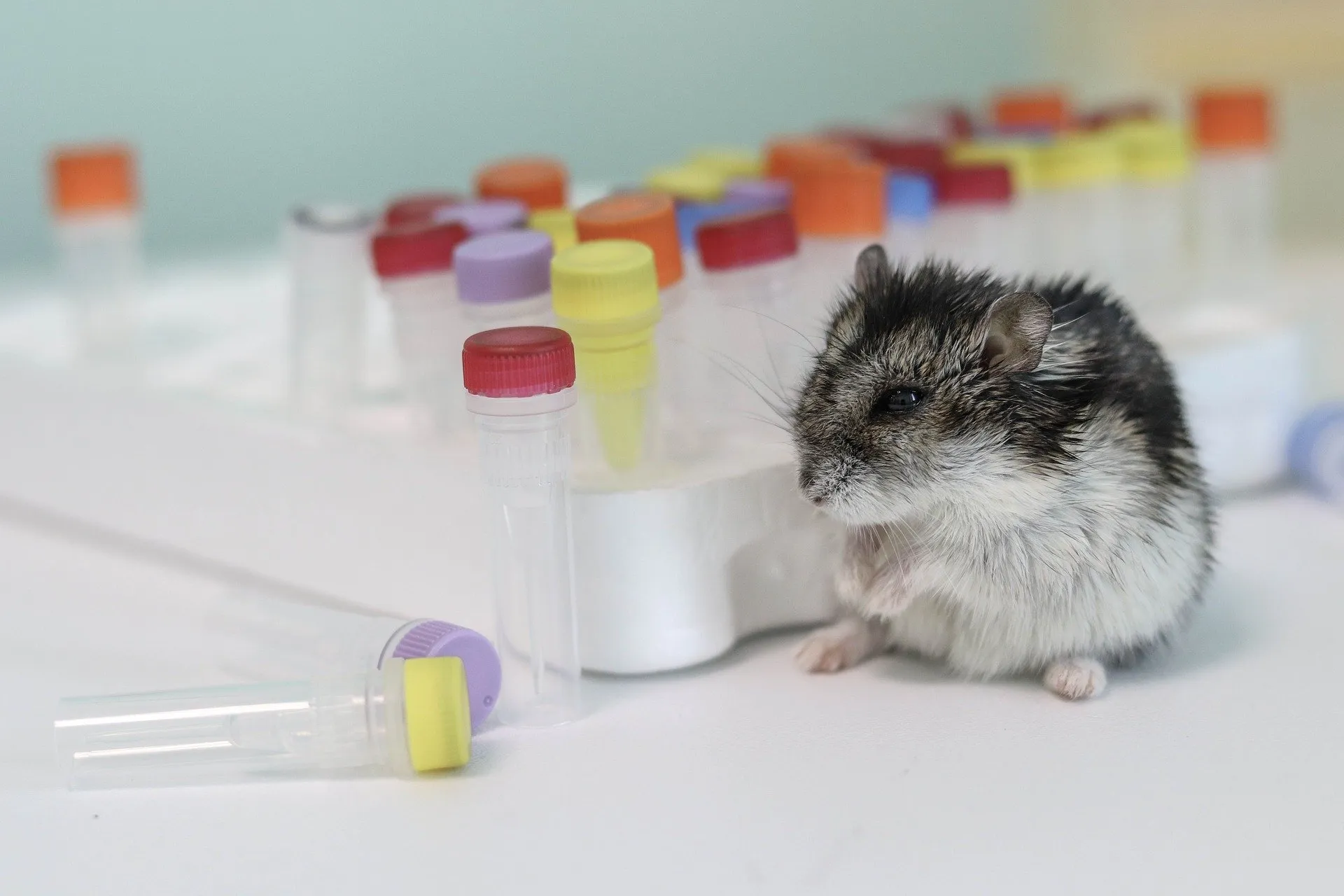maladies hamster