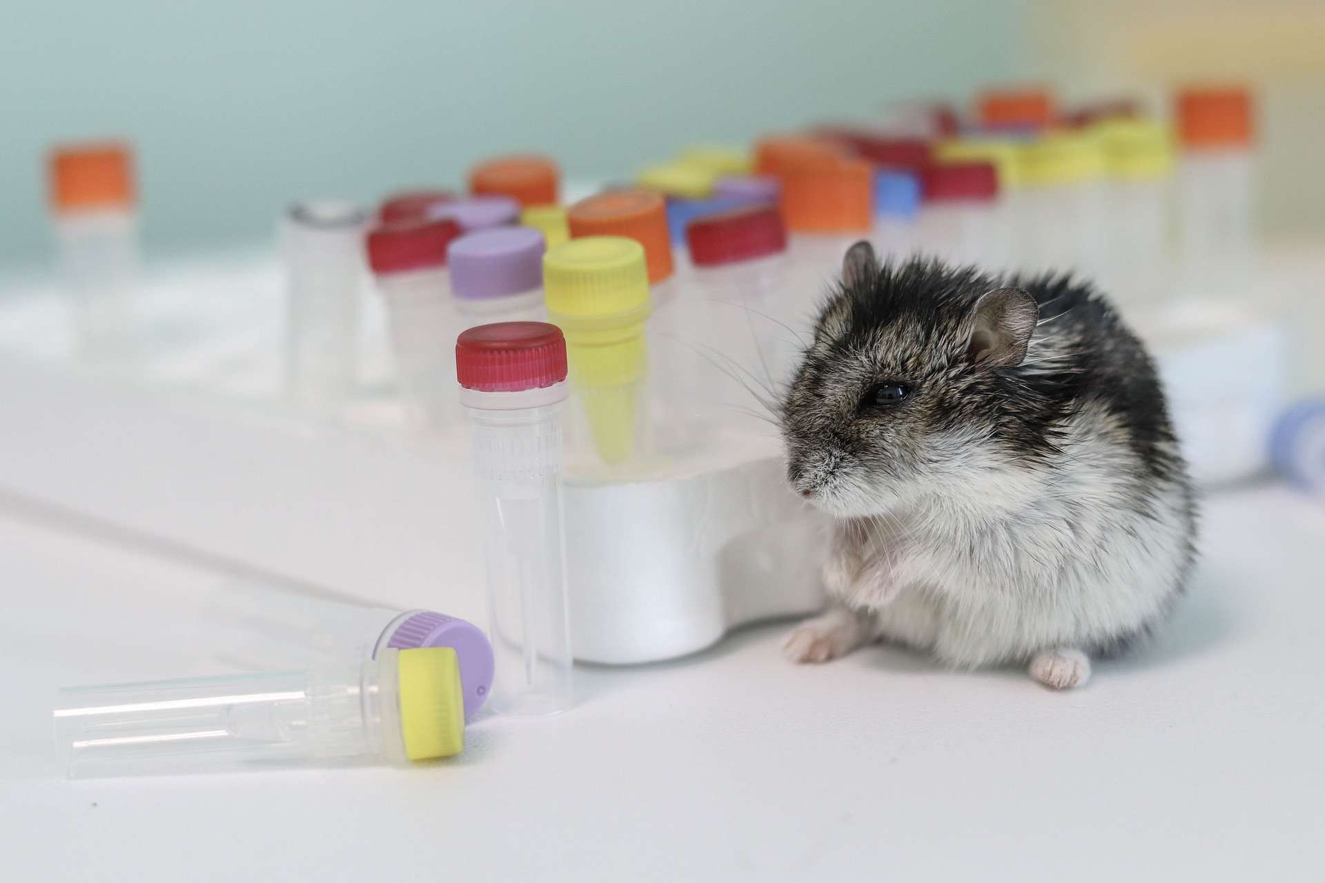 Les maladies du hamster