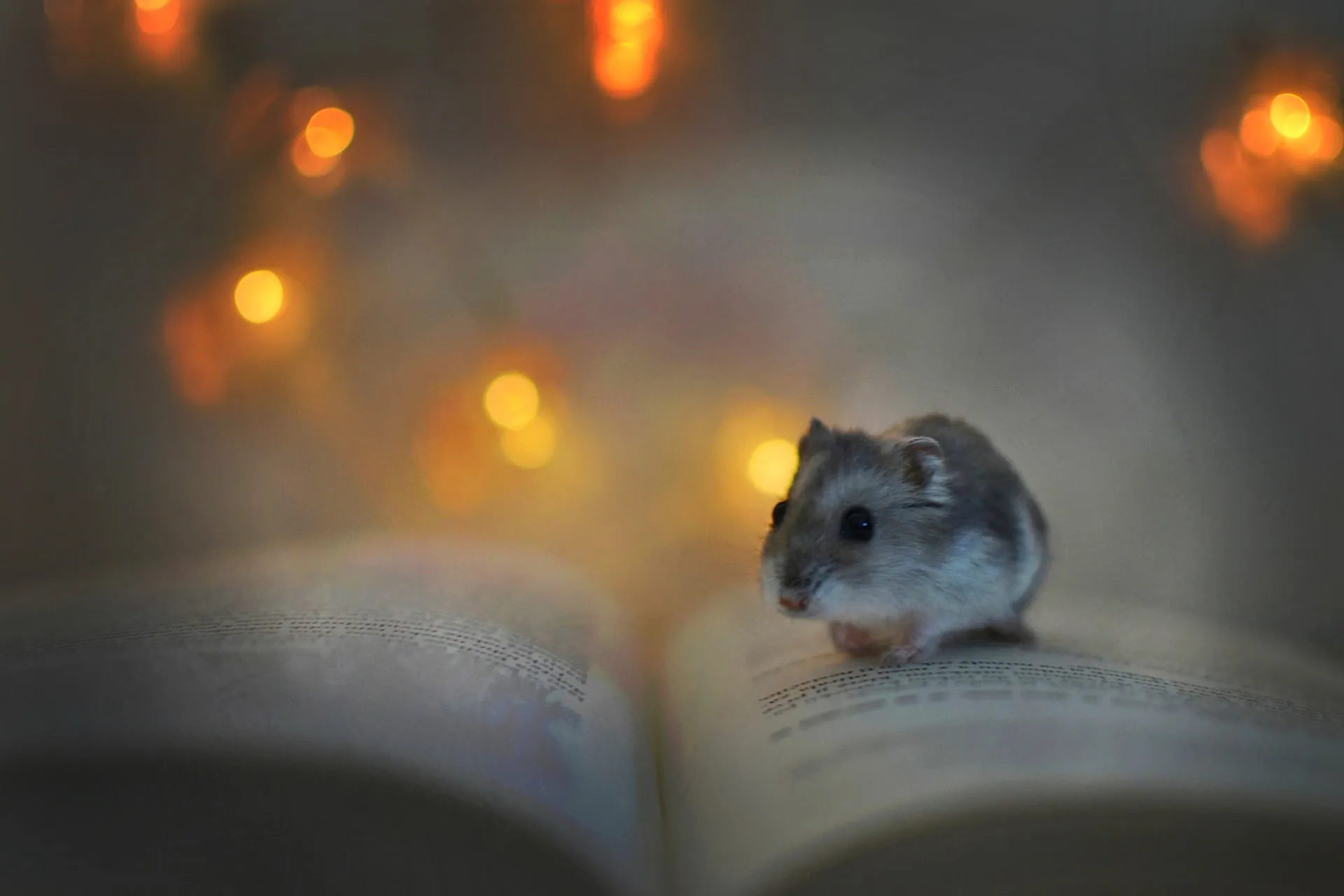 prénoms hamsters